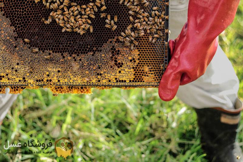 تولید عسل مرغوب و با کیفیت