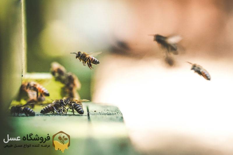 روش درمان نیش زنبور عسل