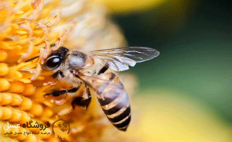 چگونگی تولید زهر زنبور عسل