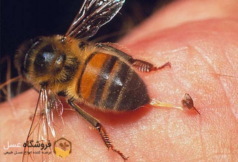 خواص درمانی با زهر زنبور عسل