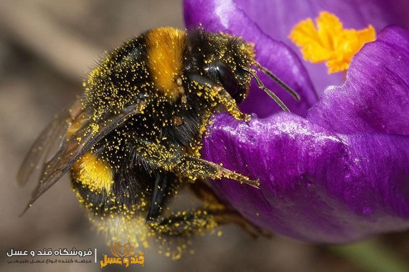 گل و گرده زنبور عسل