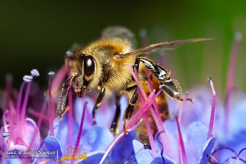 گل و زنبور عسل