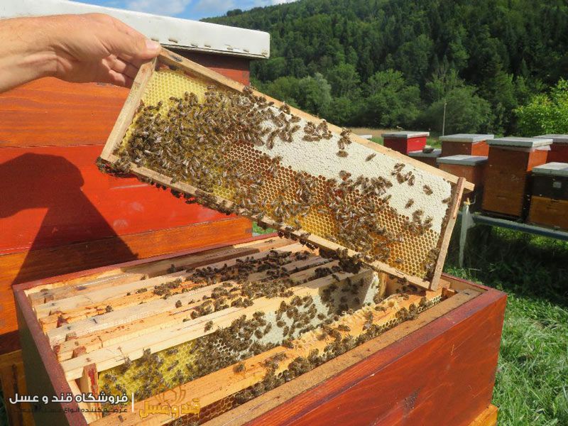 کندو زنبور عسل