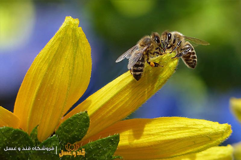 نوع گل و زنبور عسل