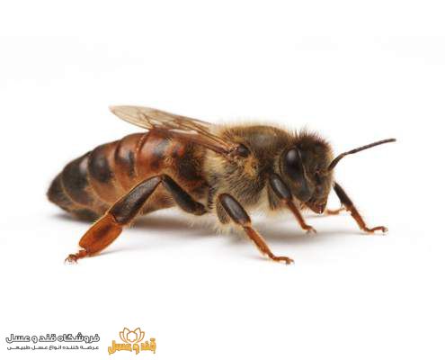ویژگی‌های زنبور عسل
