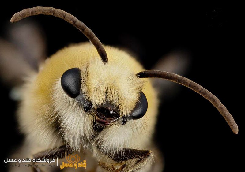 ساختار زنبور عسل