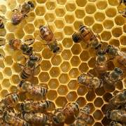 زنبور عسل وحشی