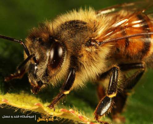 ملکه زنبور عسل