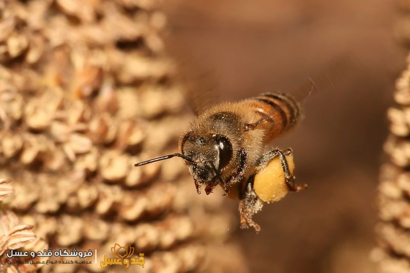 زنبور عسل و گرده
