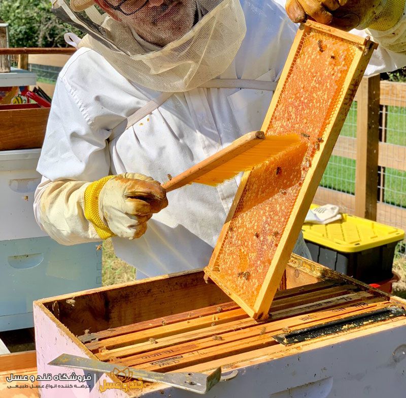 نحوه تولید زنبور عسل