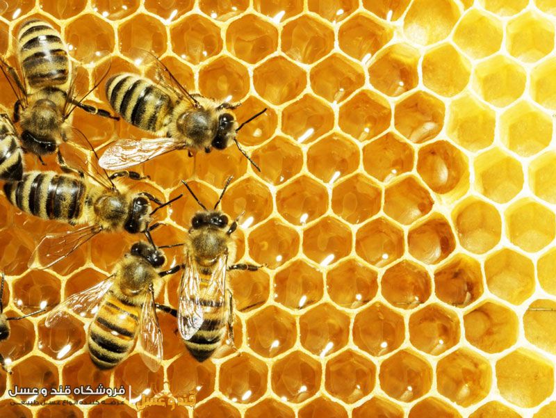 5 نمونه از معروف‌ترین نژاد‌های زنبور عسل