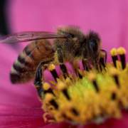نژاد‌های زنبور عسل