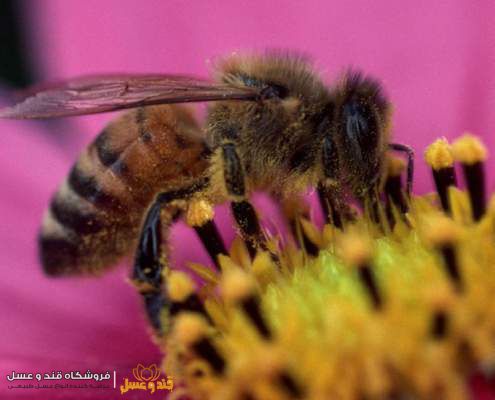 نژاد‌های زنبور عسل