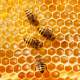 تقویت حافظه با عسل طبیعی