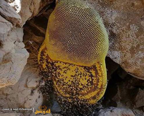 تفاوت عسل کوهی با عسل طبیعی