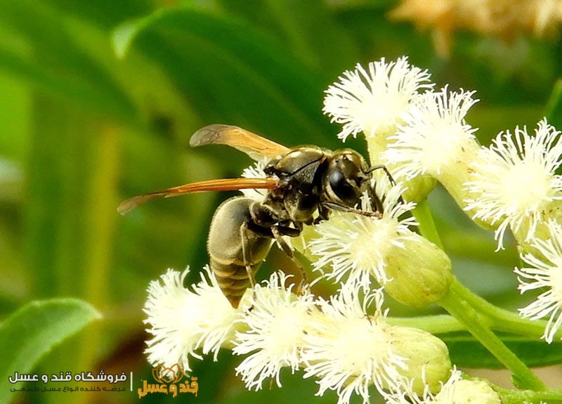 زنبوری که بر روی گل اکالیپتوس نشسته در حال گرفتن شهد است